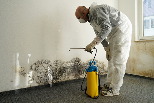 Mold Cleanup